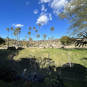 Cheetah Exhibit - African Loop