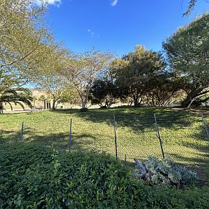 Cheetah Exhibit - African Loop