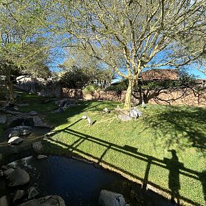 Red-flanked Duiker & Yellow-billed Stork Exhibit - African Loop