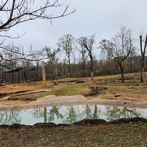 Birmingham Zoo - Boma Yard watering hole area