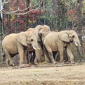 Birmingham Zoo - African Elephants
