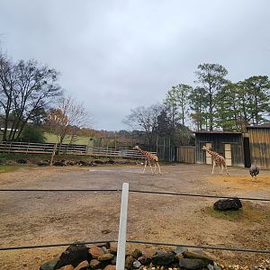 Birmingham Zoo - Giraffe yard