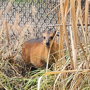 Birmingham Zoo - Red-flanked Duiker