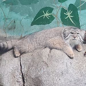 Birmingham Zoo - Pallas's Cat