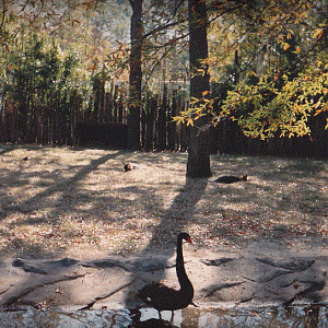 Original Wallaby Yard