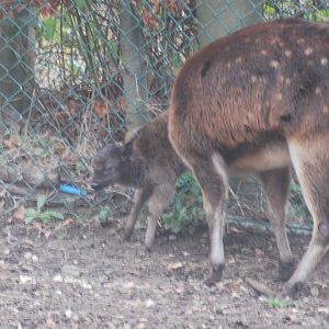 New Philippine spotted deer fawn