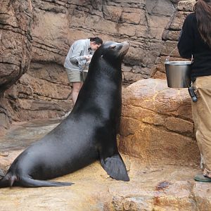 California Sea Lion Feeding - 1/7/2023