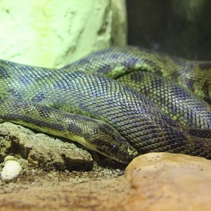 Spotted Python? - 1/7/2023