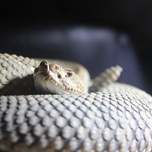 Aruba Island Rattlesnake - 1/7/2023