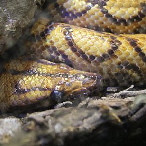 Brazilian Rainbow Boa - 1/7/2023