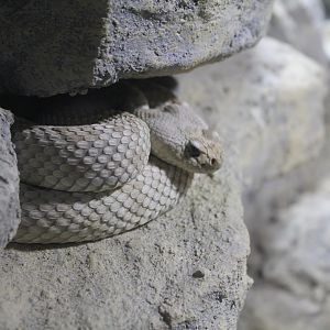 Santa Catalina Island Rattlesnake - 1/7/2023