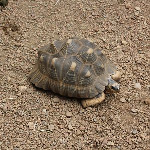 Radiated Tortoise - 1/7/2023