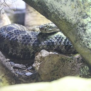 Eastern Massasauga Rattlesnake - 1/7/2023