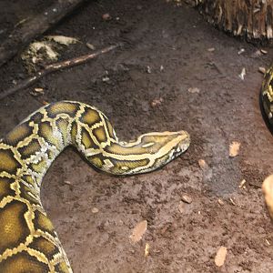Burmese Python - 1/7/2023