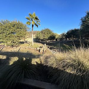 Peninsular Pronghorn Exhibit