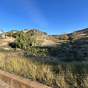 Somali Wild Ass, Dromedary Camel & Nubian Soemmerring’s Gazelle Exhibit