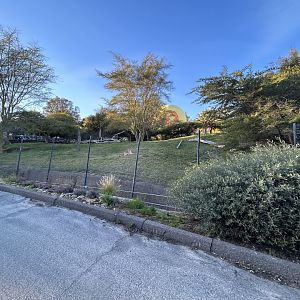 Lion Exhibit from Africa Tram