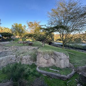 Lion Exhibit