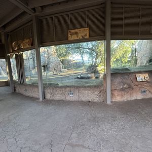 Lion Exhibit