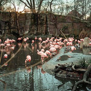 Flamingo aviary