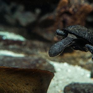 Common snake-necked turtle