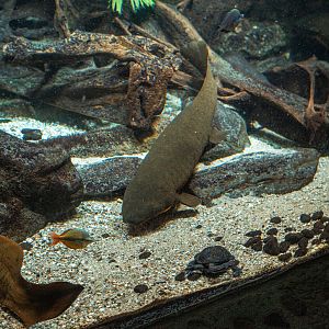 Australian Lungfish