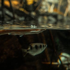 Archerfish &Four-eyed fish