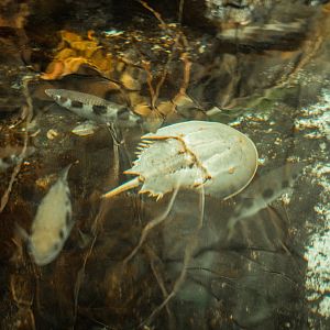 Horseshoe crab