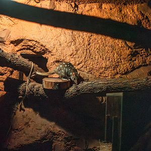Eastern quoll