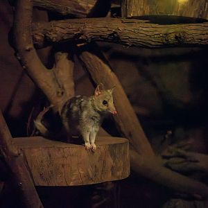Eastern quoll