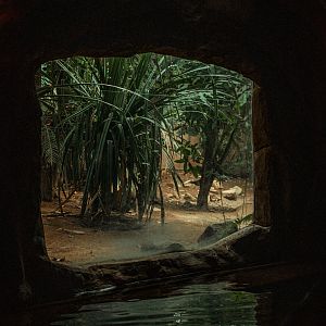 Komodo dragon from the boat ride