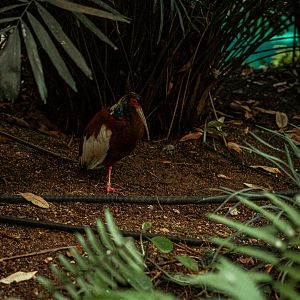Madagascar crested ibis