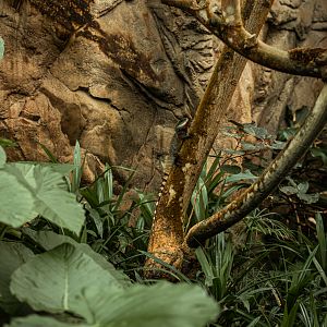 Chinese water dragon