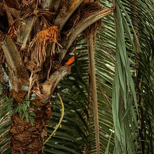 White-crowned robin-chat
