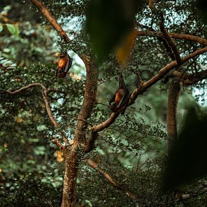 Vietnamese small flying fox