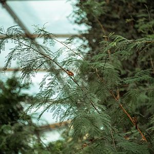Red-whiskered bulbul