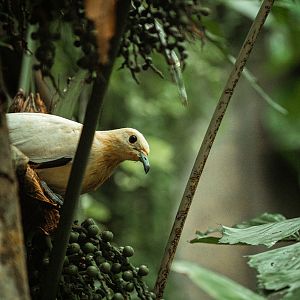 Pied Imperial-Pigeon