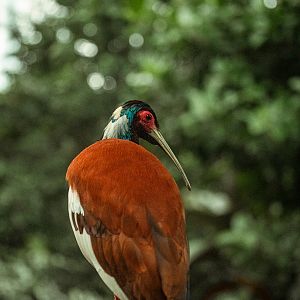Madagascar crested ibis
