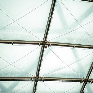 Sloth under the roof