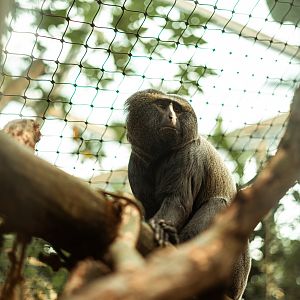 Nose-stripe owl-faced monkey