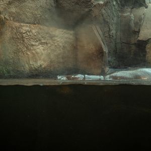 Pigmy hippo