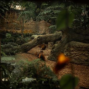 Black-rumped agouti above south american pond
