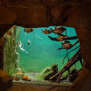 Aquarium with view into the giant otter enclosure
