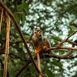 Squirrel monkey island