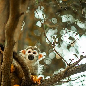 Squirrel monkey island