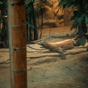 Komodo dragon