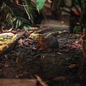 Black-and-rufous sengi