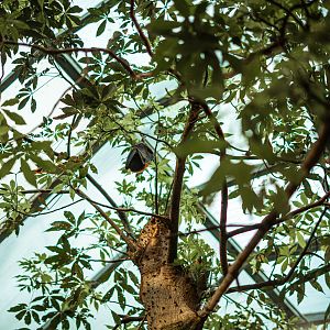 Vietnamese small flying fox