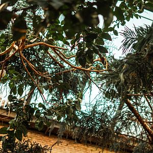 Amethyst starlings (left) & Blue-crowned hanging parrot (right)