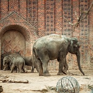 Asian elephants